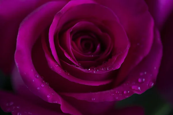 Red rose with raindrops on a blurred background