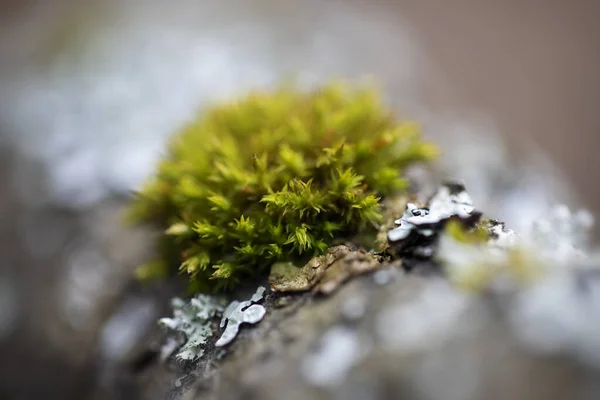 Bryum Argenteum Rozmytym Tle — Zdjęcie stockowe