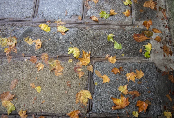 Падшие Осенние Листья Мокрой Гранитной Дорожке — стоковое фото
