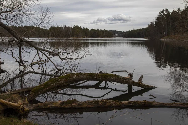 Gevallen Boom Het Voorjaar Meer Water — Stockfoto