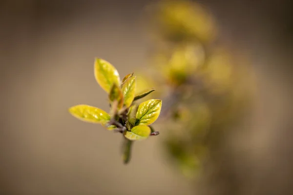 在米色模糊的背景上 杜鹃幼小的叶子 — 图库照片