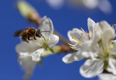 Çiçek açan bir erik dalı ve mavi gökyüzüne karşı bir çiçeğin üzerinde gül.