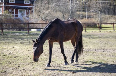 Kahverengi at bir bahar sabahı ağılda
