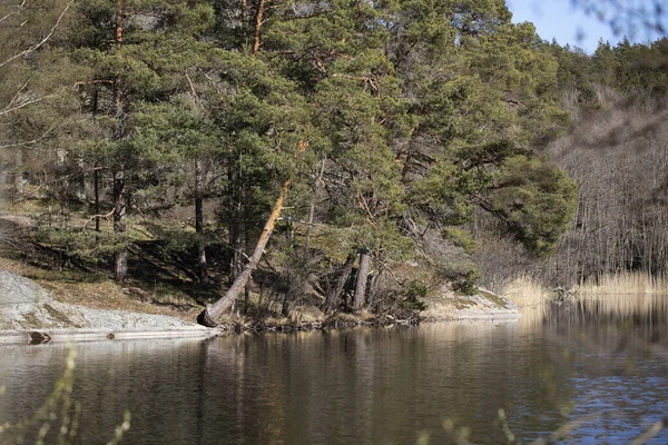 Das Steinige Zugewachsene Ufer Des Quellsees — Stockfoto