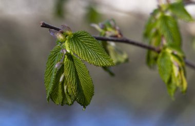 Ulmus gidiyor. Bulanık arkaplanda karaağaç dalı