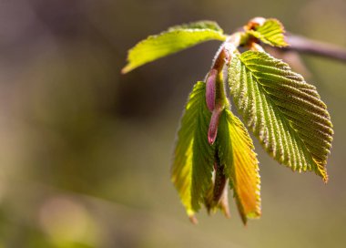 Ulmus Laevis. Elm Yaprakları Bulanık Arkaplanda