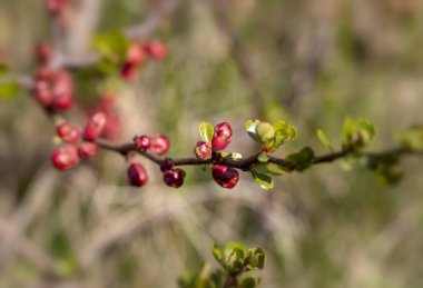 Cotoneaster yatay pozisyonu. Sabah güneşinde bulanık bir arkaplanda Cotoneaster dalı
