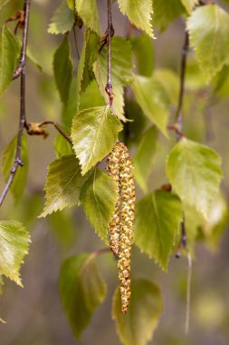 Betula pendula. Bulanık arka planda küpe olan huş dalı