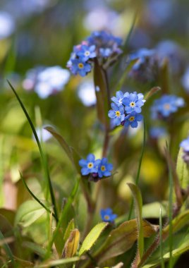 Bulanık bir arkaplanda Myosotis alpesotris