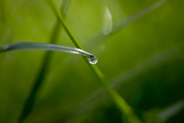 Druppel Dauw Hangend Aan Een Grassprietje Een Groene Wazige Achtergrond — Stockfoto