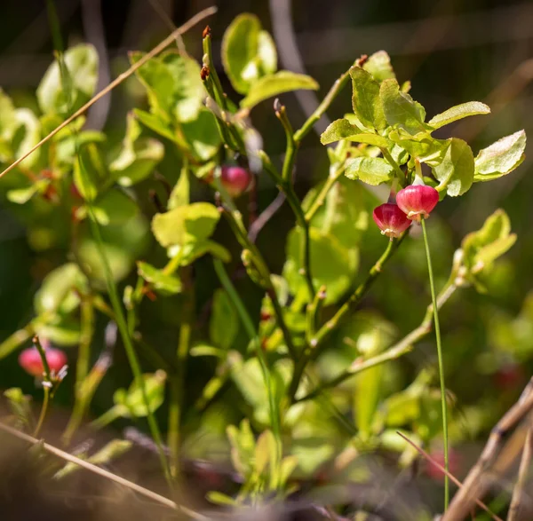 Jagodowe Kwiaty Rozmytym Zielonym Tle — Zdjęcie stockowe