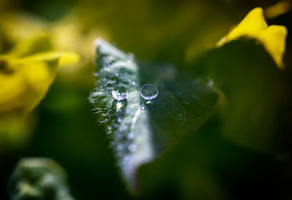葉に朝露の滴 — ストック写真