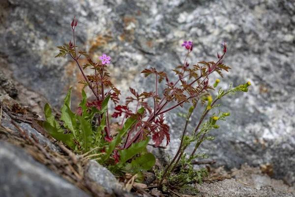 Geranium Robertianum Tle Kamienia Szarego — Zdjęcie stockowe