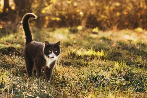Sarı gözlü, uzun kuyruklu, ciddi bir siyah beyaz kedi yaz günbatımının arka planına karşı yeşil çimenler arasında yol alır. Yazı için bedava alan. Tebrik kartı. Sevimli kedi konsepti
