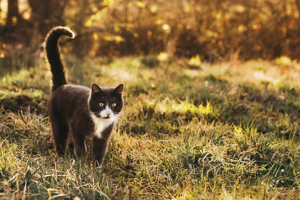 Eine Ernst Nehmende Schwarz Weiße Katze Mit Gelben Augen Und lizenzfreie Stockfotos