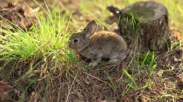 Cute little adorable szary puszysty królik siedzi na zielonej trawie w lesie podczas zachodu słońca. Ma 2 miesiące. Koncepcja żywności dla zwierząt i zwierząt domowych. — Wideo stockowe