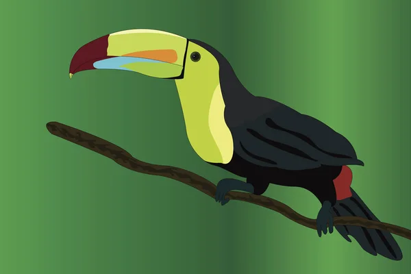 Toucans Medlemmar Neotropical Nära Passerine Fågel Familj Ramphastidae — Stock vektor