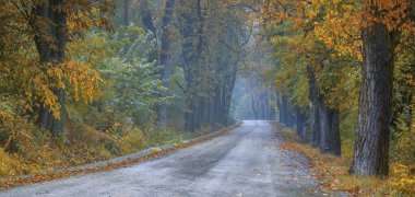 Ormana giden yolda sonbahar renkleri