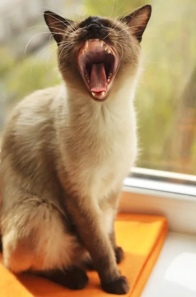 Tailandés gato bostezando — Foto de Stock