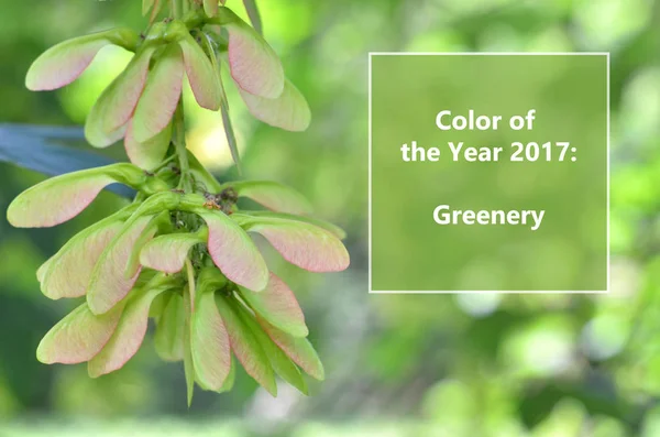 Groen is de kleur van het jaar — Stockfoto