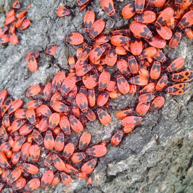 Kırmızı asker bugs