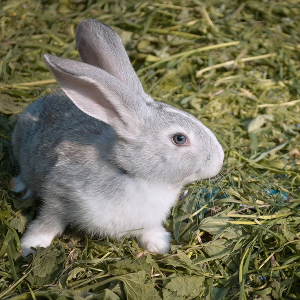 庭で若いウサギ — ストック写真