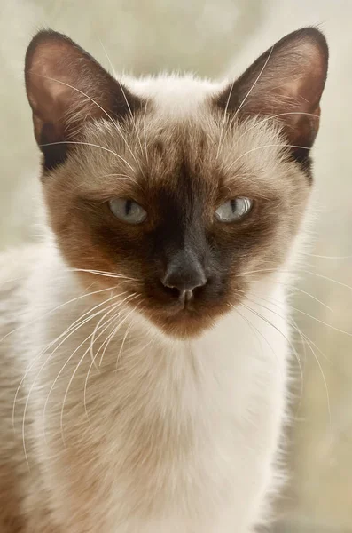 Seamese Images Libres De Droit Photos De Seamese Depositphotos