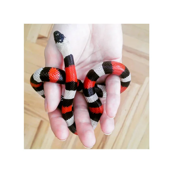 Campbell's milk snake in hand — Stock Photo, Image