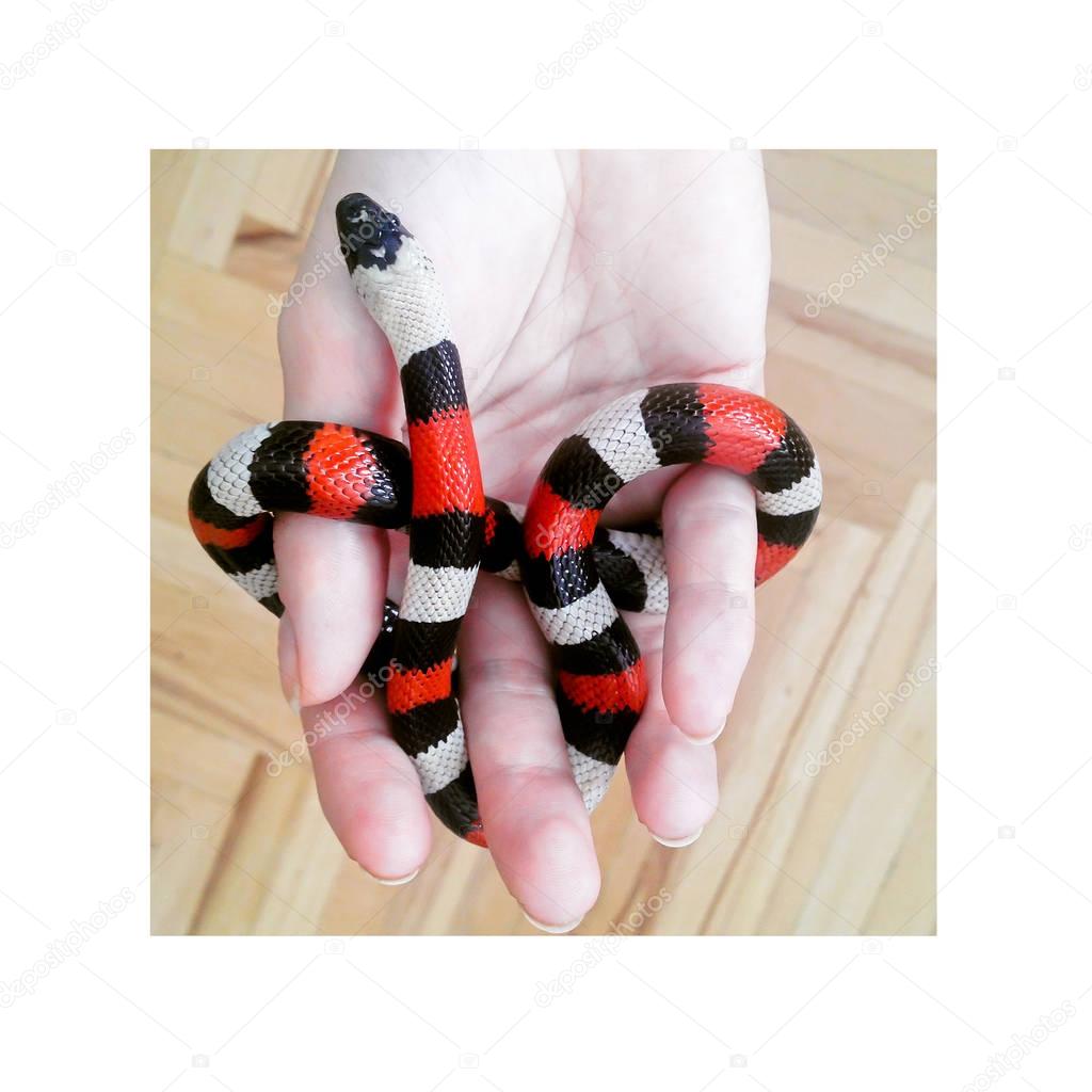 Campbell's milk snake in hand