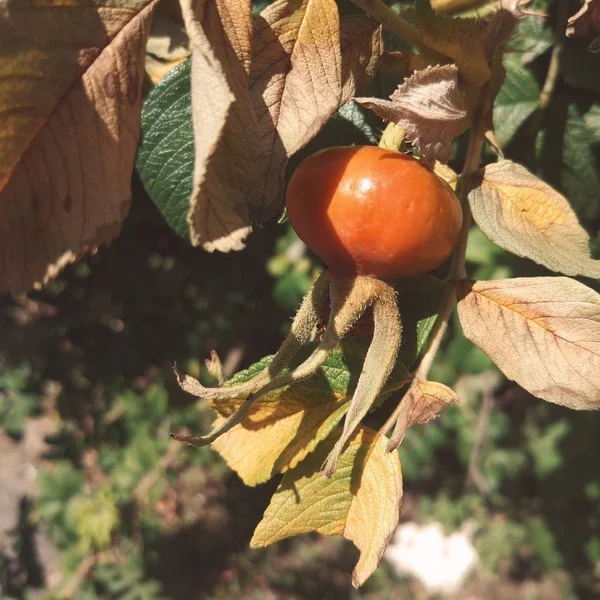 Köpek Rose Meyve Yakın Çekim — Stok fotoğraf