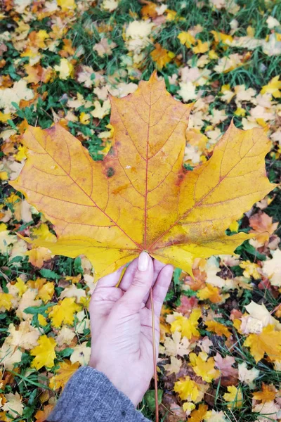 Big Yellow Autumn Leaf Hand — Stock Photo, Image