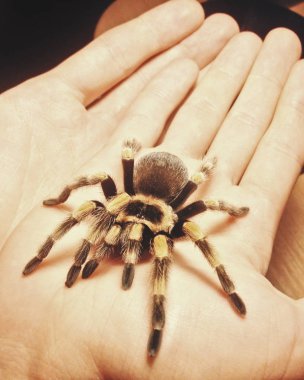büyük örümcek tarantula elinde