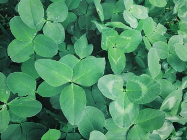 yonca yonca yaprağı