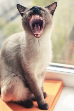 Çikolata-nokta Tay kedi esneme 