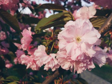 pembe sakura çiçeği, bahar zamanı