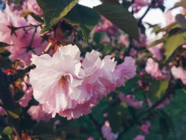 pembe sakura çiçeği, bahar zamanı