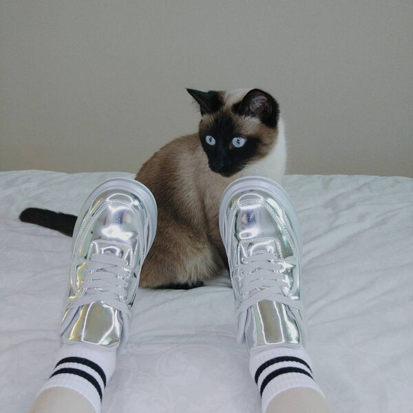  тайская кошка и серебряные туфли. Самоизоляция и социальное отчуждение на карантине