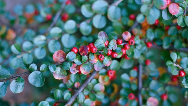 Bright branch with red berries - natural background — Stock Photo, Image