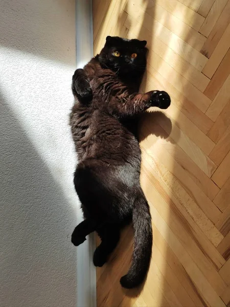 Preto escocês dobra gato deitado no chão . — Fotografia de Stock