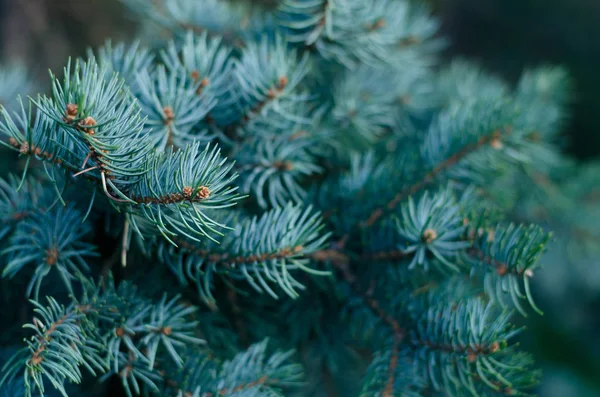 Pendekatan dari latar belakang cabang pohon natal alami — Stok Foto