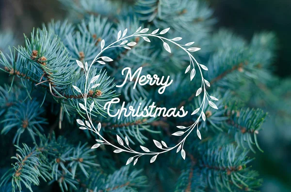 Doğal Noel ağacı arka planına yakın plan