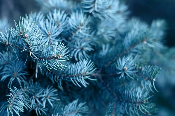 Doğal Noel ağacı arka planına yakın plan