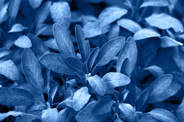 Bilge klasik mavi yaprak, yaklaş. Salvia resmi Purpurascens