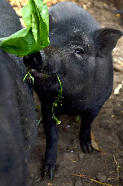 Little Vietnamese black piggy on the farm — Stock Photo, Image