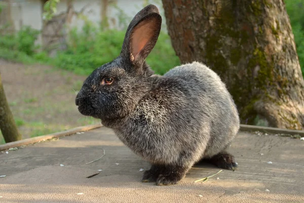 庭でかわいい灰色の純白のウサギ — ストック写真