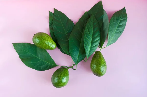 Aguacate Verde Maduro Con Hojas Sobre Fondo Rosa Vista Superior —  Fotos de Stock