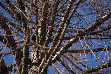 Çam dalları mavi gökyüzüne karşı