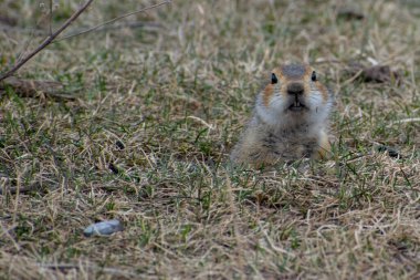 Gopher bugün havayla ilgileniyor..