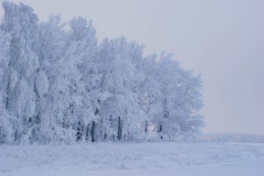 Taganay doğa koruma alanında kış manzarası