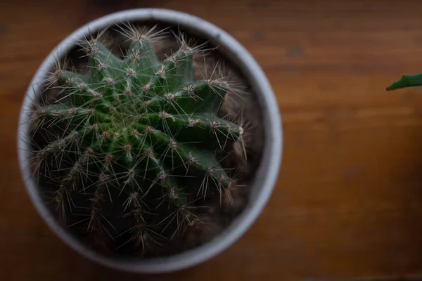 Cactus Een Witte Pot Een Vensterbank — Stockfoto